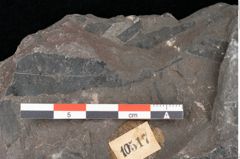 Foto (Detailansicht) von Thaumatopteris muensteri Goeppert (NHMW-GEO-2024-0188-10517)